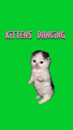 kittens dancing