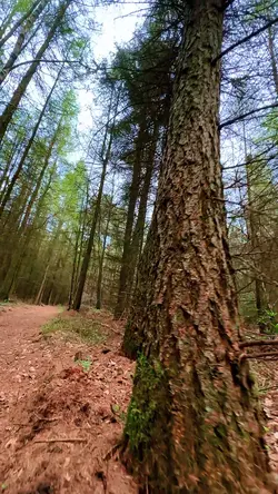 Motivational Forest