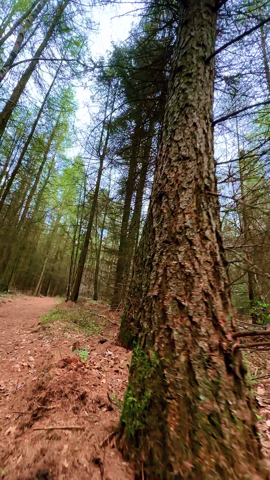 Motivational Forest 