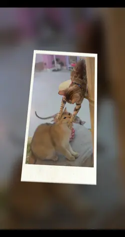 Cats