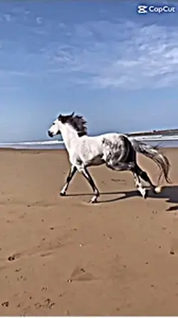 Horse gallop Beach