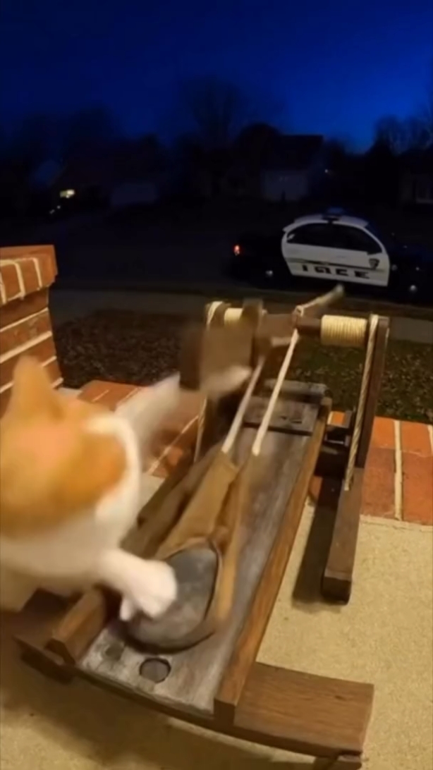 kedi meme
