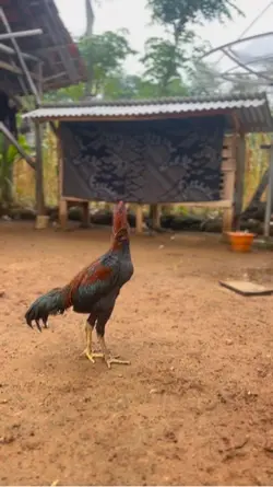 story wa ayam