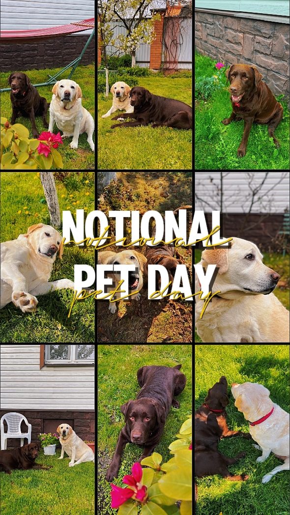 NOTIONAL PET DAY