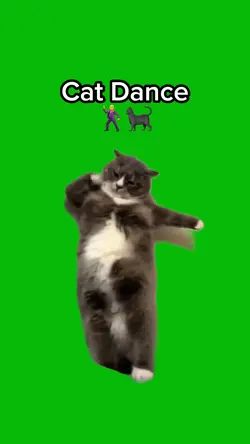 Cat Dance 🐈‍⬛ 