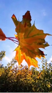 2 clips | Autumn