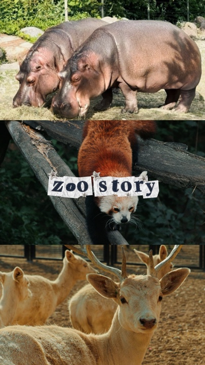 Zoo story