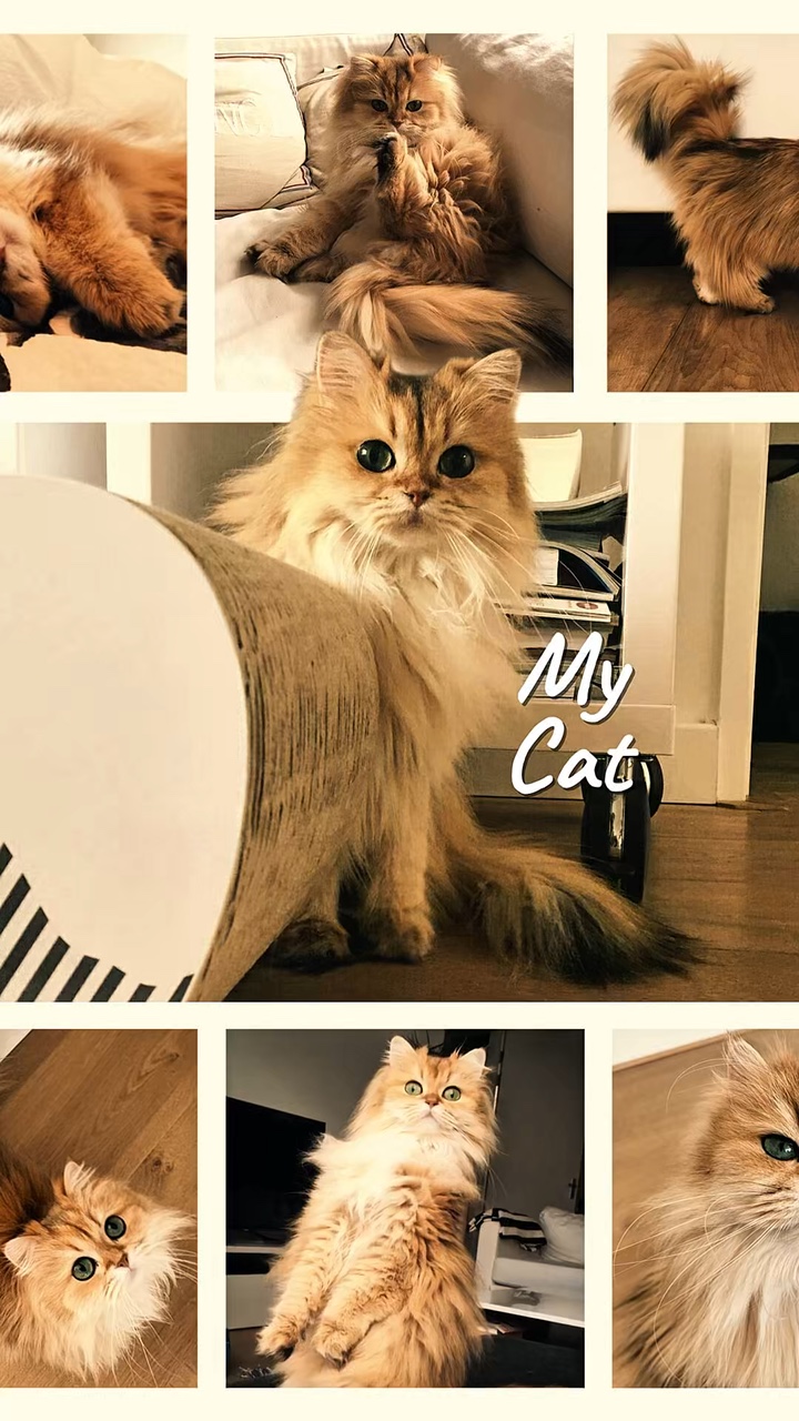 Cute Cat 