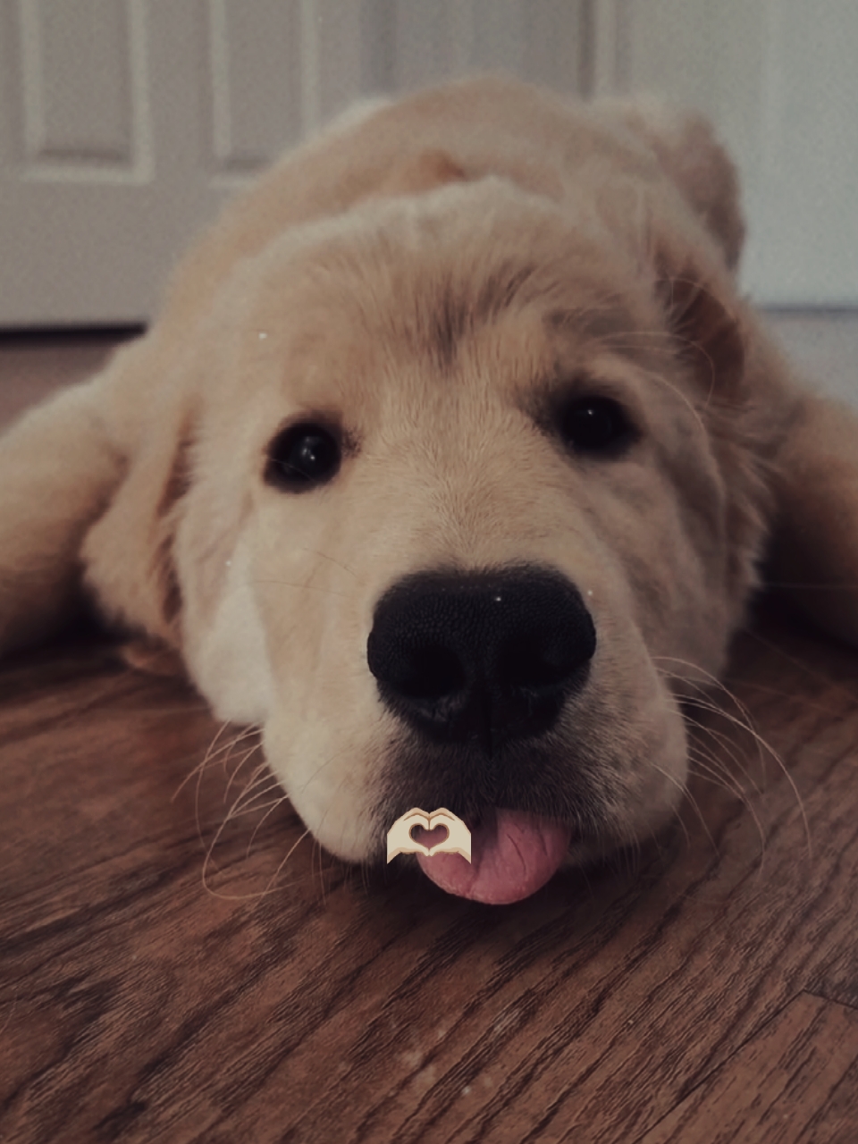 Mein Hund