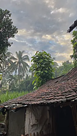 HD JERNIH