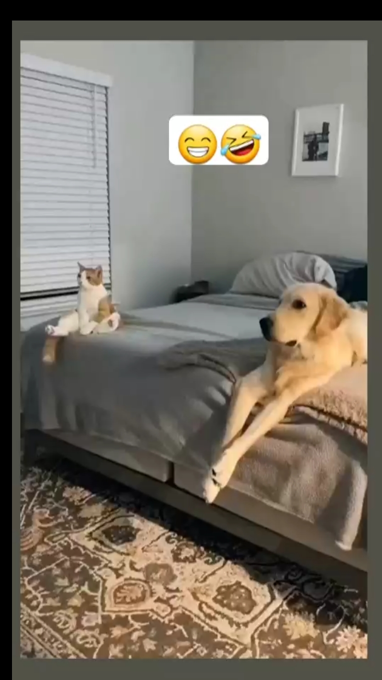 Mi gato y mi perro