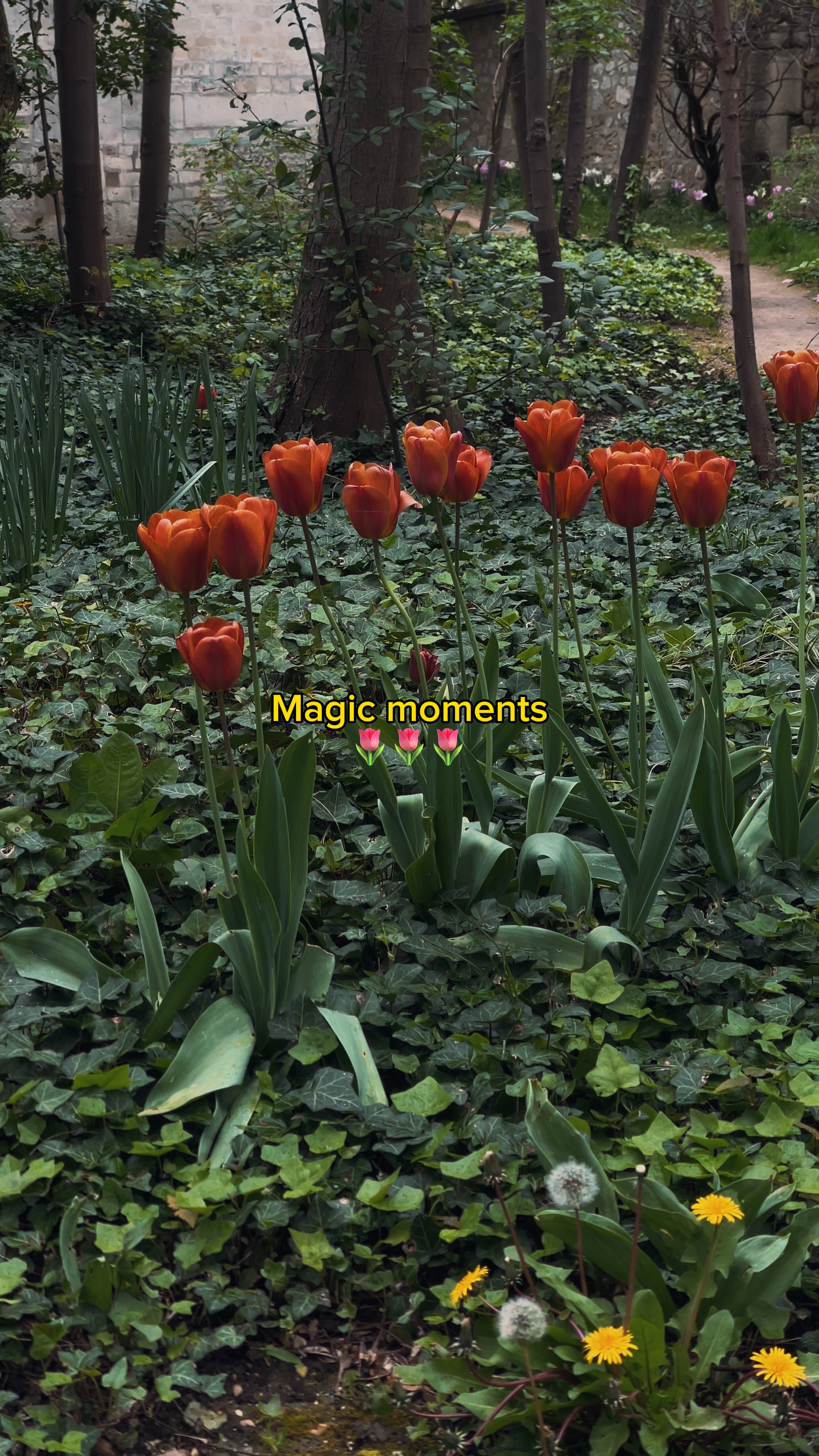 Moments de joie 🌷