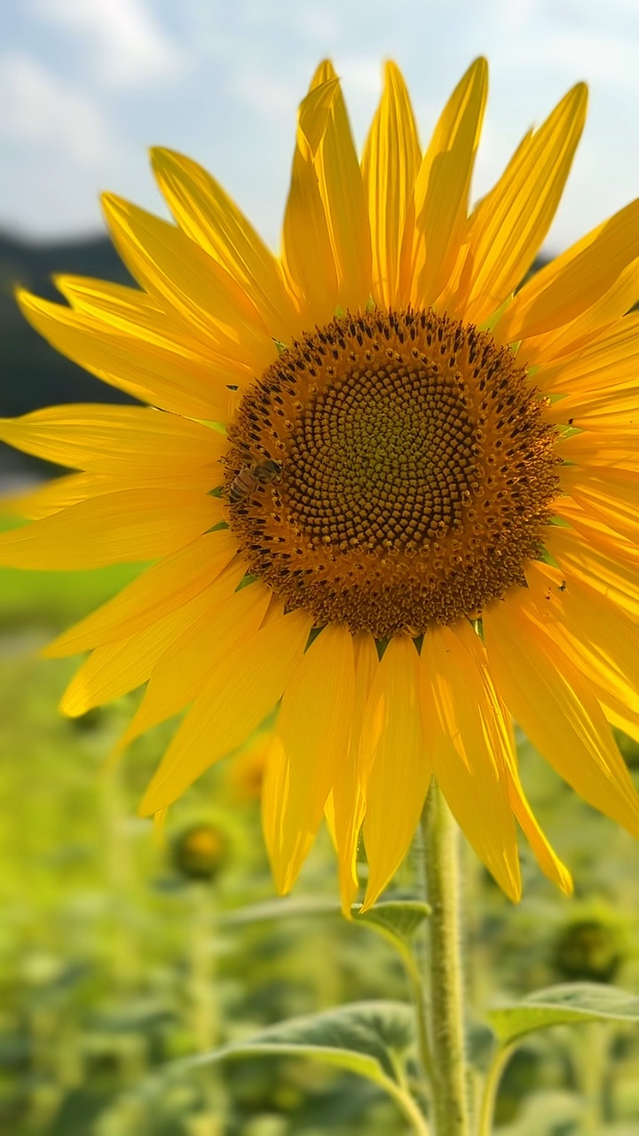 🌻🌻🌻
