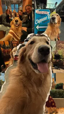 Dog dump photo