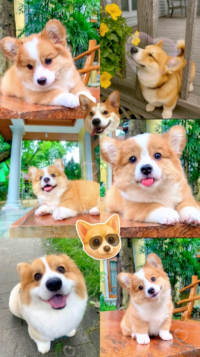 Bebé Corgi