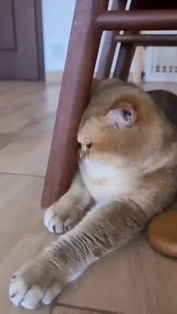 curhatan kucing