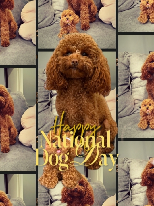 national dog day 