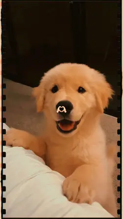 my dog