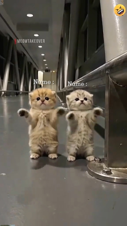 Komik Kedi '