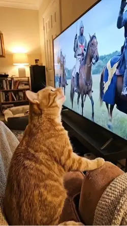 喵🐱打仗🤣