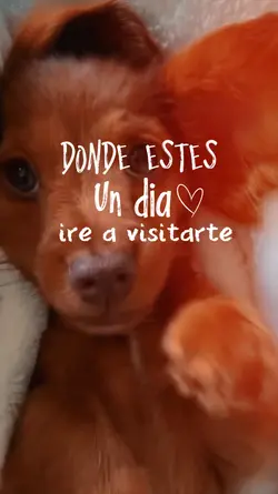 dónde estes