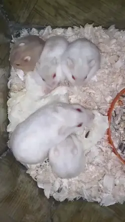 Hamster lucu 