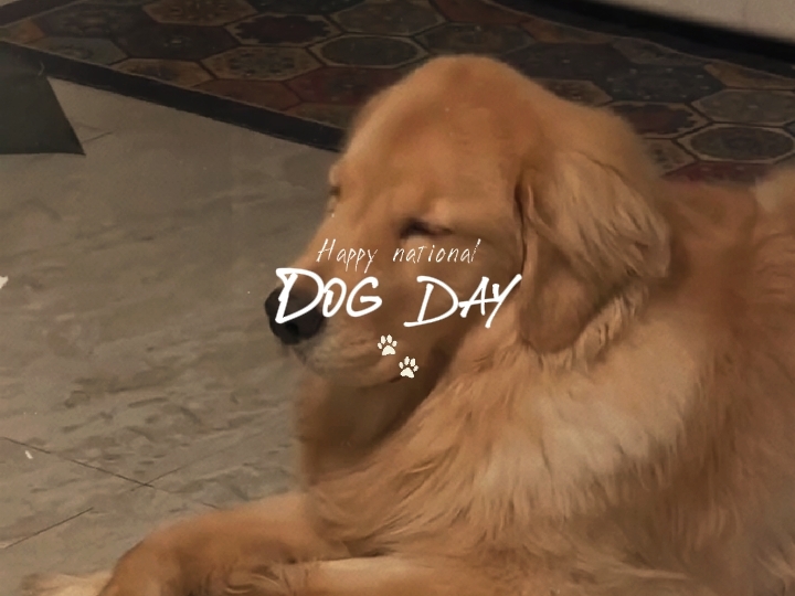 dog day template