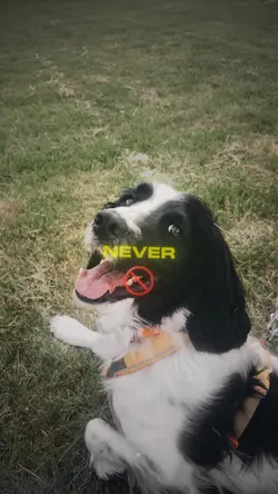 Never Forget You 