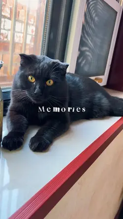 Moment - Black Cat