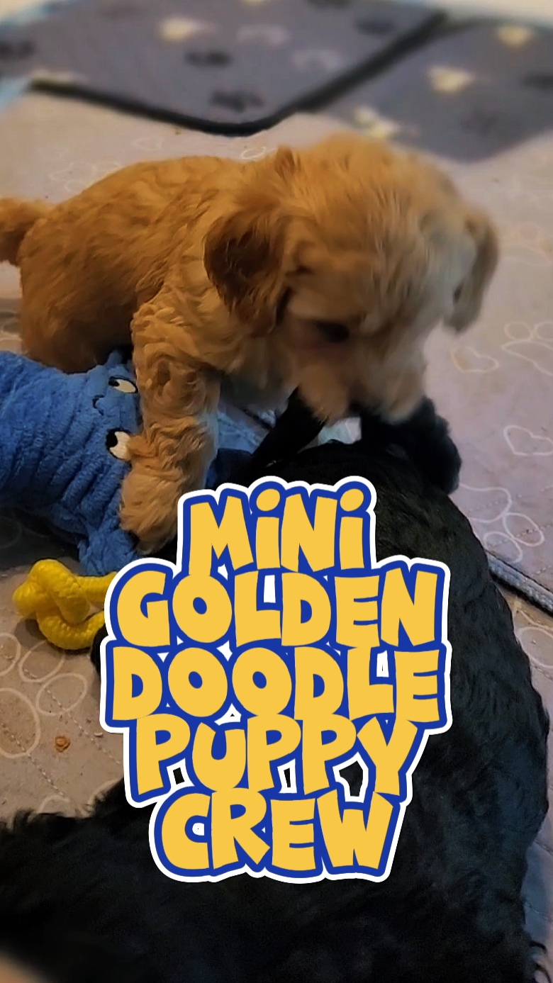 Filhotes GoldenDoodle