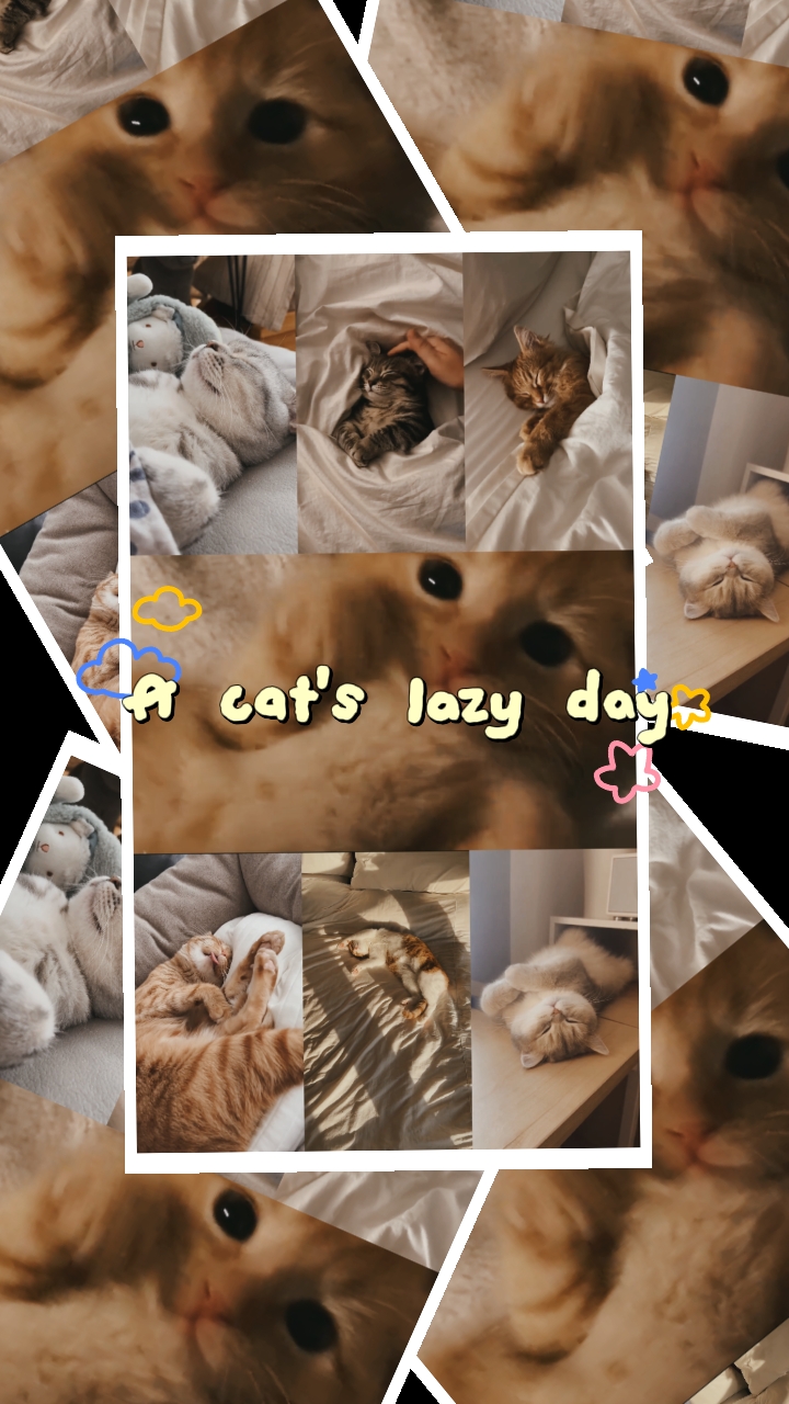 Vlog del gato