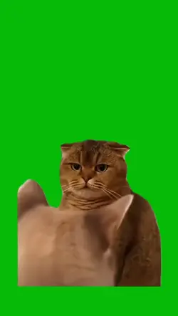 Cat Staredown 