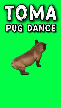 PUG DANCES TO TOMA