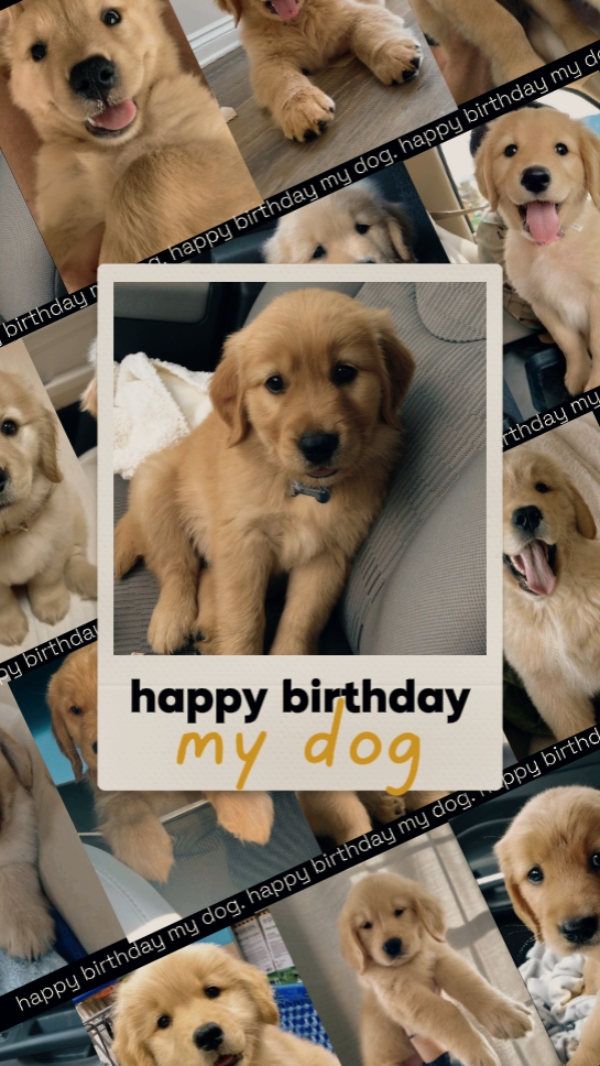 HPBD mein Hund 