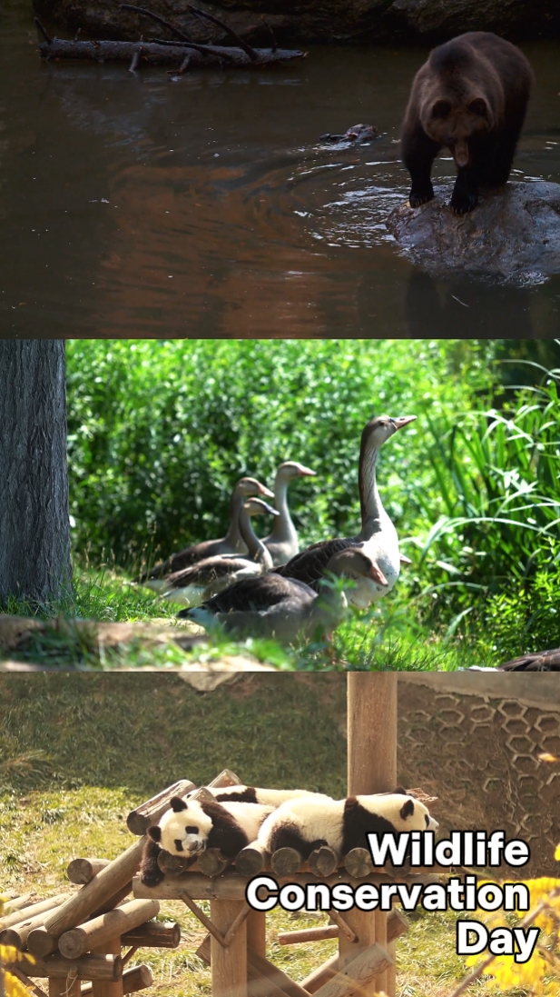 Wildlife Conservatio