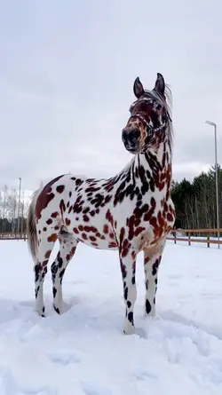 harle slowmo