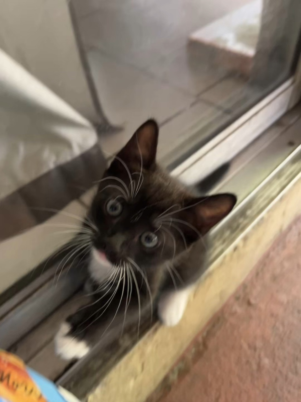 Momentos de la vida del gato 