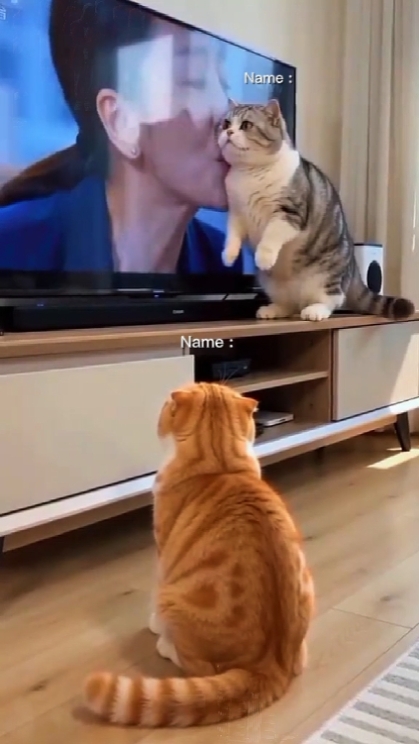 Kucing Lucu