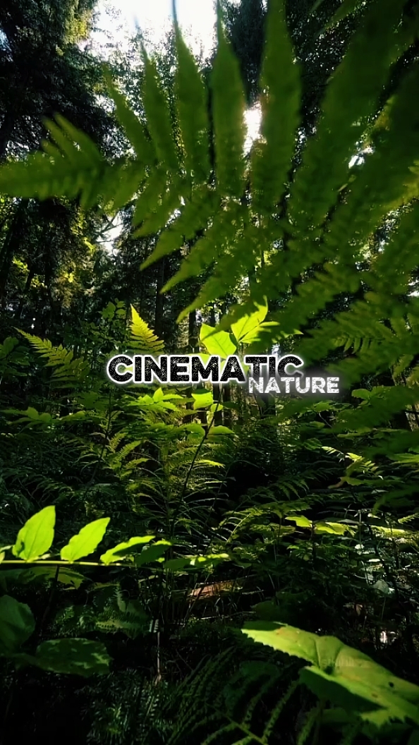 Cinematic 7 Clips 
