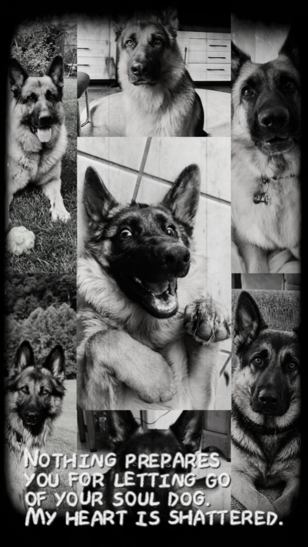 Pérdida de perro