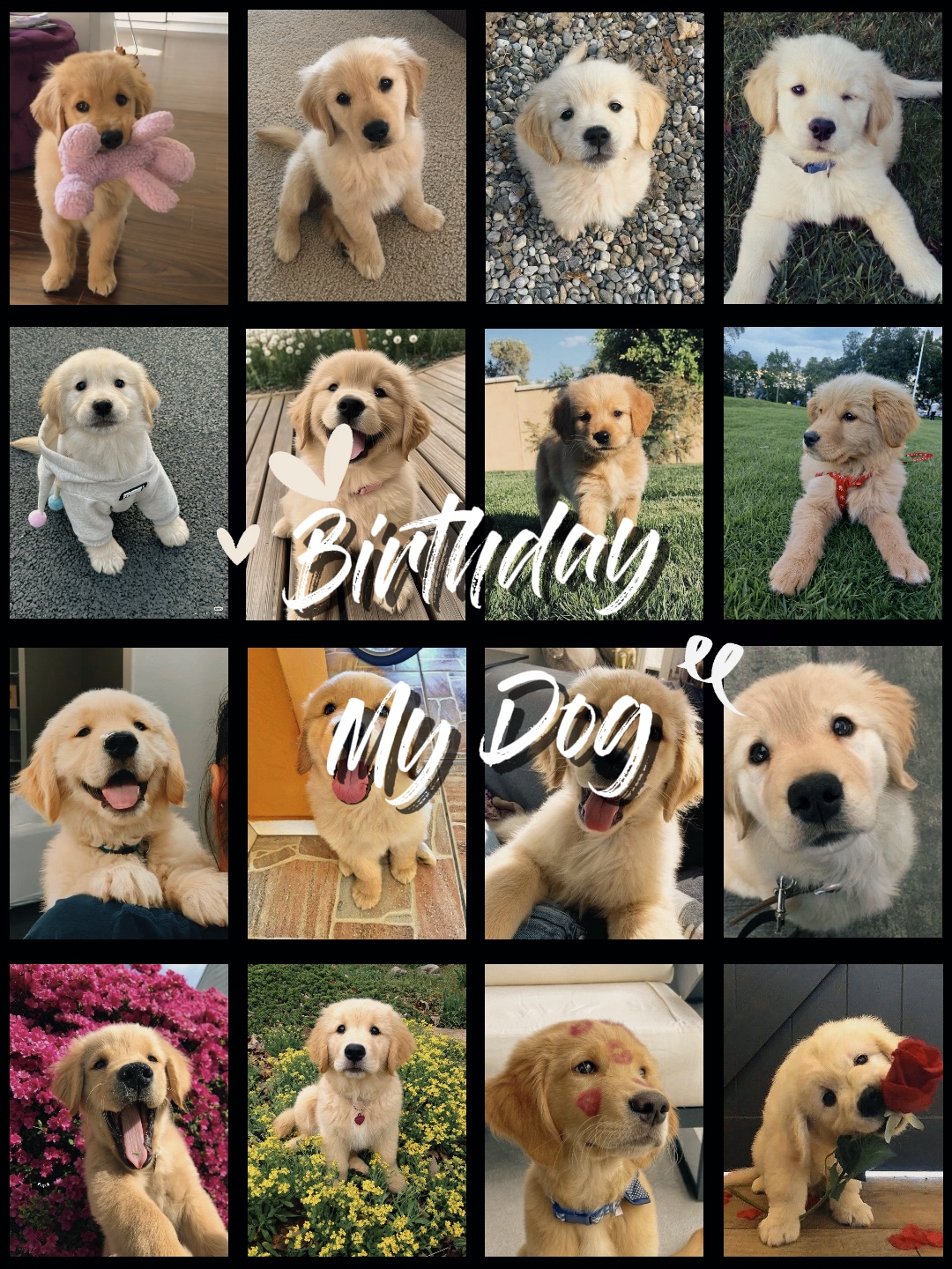 Birthday dog