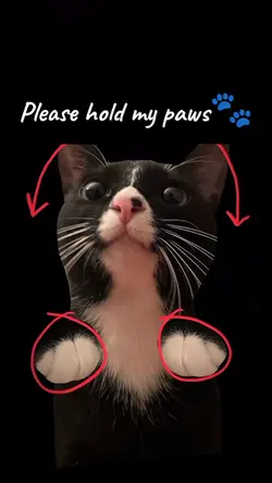 Cute Cat