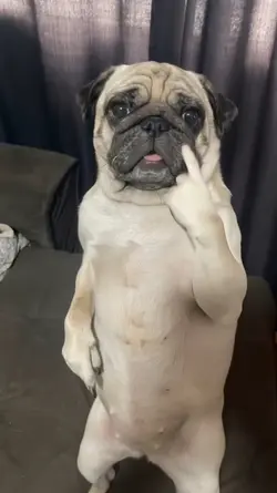 dog dance
