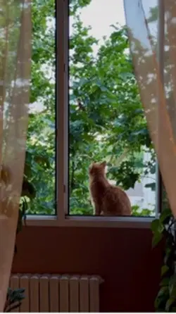Teh hijau | tulus