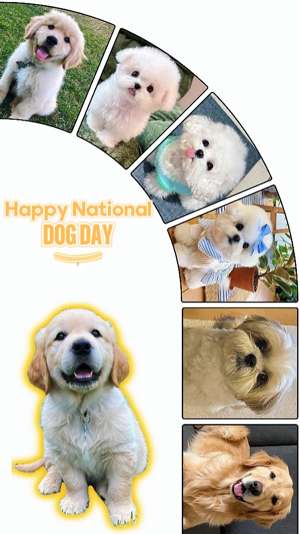 dog day