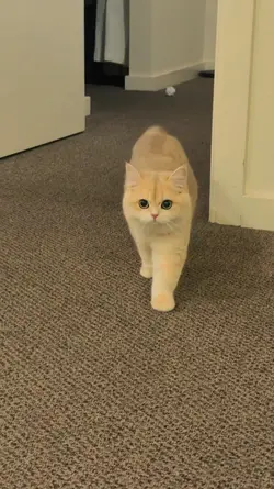 Real Cute Cat
