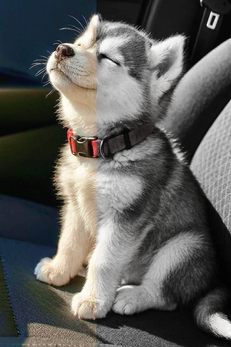 Aesthetic Dog