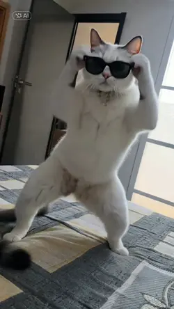 gatinho Dançando