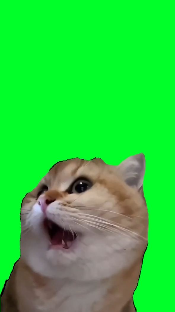 Gato chocado meme