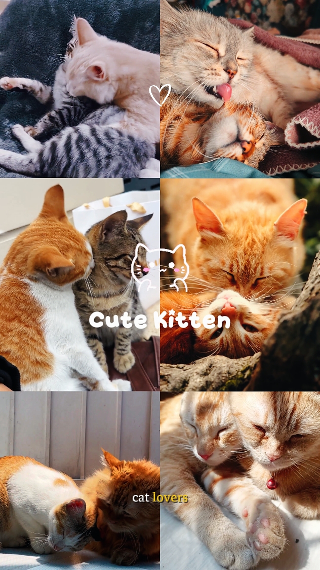 Cute Kitten